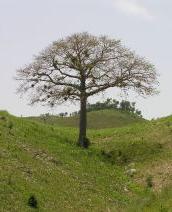 Mapou Tree